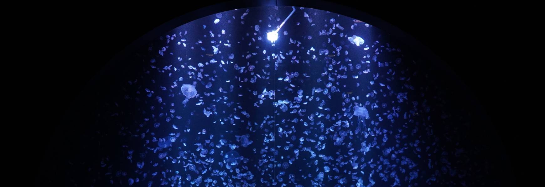 加茂水族館のクラゲの画像