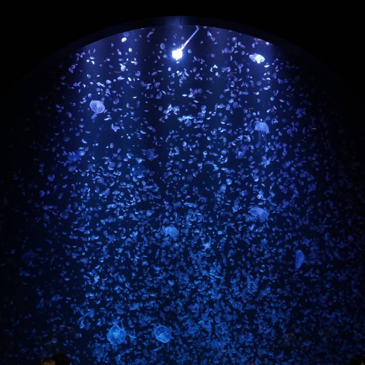 加茂水族館のクラゲの画像